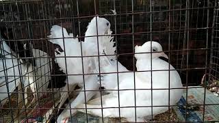 krishanagar pakhir haat current exotic bird price at krishnagar pakhir hat nadia westbangal 9/9/2021