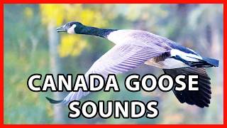 Canada Goose Calls, Flock Sounds