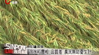 花蓮雨不停 玉里農憂稻作發芽.倒伏 20121206