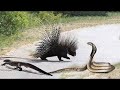 Porcupine vs snake!!Snake injured!!! Battle