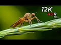 THE INSECT - 8K (60FPS) ULTRA HD - With Nature Sounds (Colorfully Dynamic)