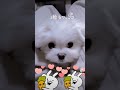 【超小型犬動画】アップたえられる？　 dog 　 my 　 マルチーズ　 ポメラニアン　 ミックス犬　 マルポメ　 mix　 dog like puppy