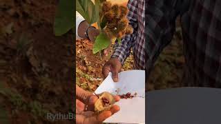 Food Colour Plant | పుఢ్ కలర్ మొక్క | రైతు బడి #shorts