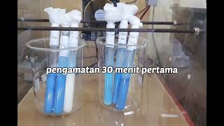 Uji Kualitas Susu Segar menggunakan Methylen Blue