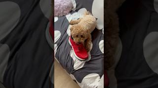 【ano】叱られたあのちゃん　反省してる？イタズラ犬トイプードルtoy poodle