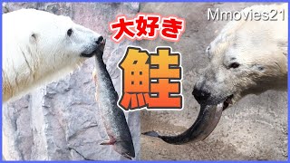 豪快に鮭を食べるホッキョクグマだけど食後はなんだか愛らしい~ホクト・ピリカ・ルル