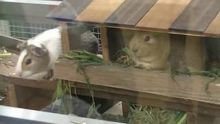 上野動物園　モルモット