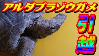 アルダブラゾウガメ 大きいケージにお引越！！リラックスできるか！？ Aldabra giant tortoise