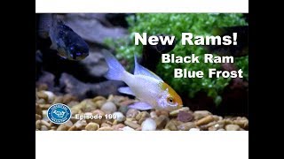 New Rams! Black Ram and Blue Frost | Episode 199