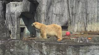 浜松公開初日 展示場探索 浜松市動物園 ホッキョクグマ シロクマ ユキ 20240330 093819