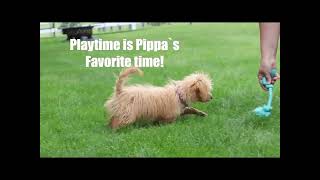 Pippa Training Update - Week 2