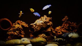 African Malawi Cichlid Kenyi Care \u0026 Tank Set-up (Maylandia lombardoi)