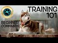 6 Basic Dog Commands YOU SHOULD KNOW! - (Siberian Husky Training)