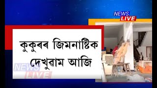 কুকুৰৰ জিমনাষ্টিক দেখিছে নে ? চাওক দুটা কুকুৰৰ এই ভাইৰেল ভিডিঅ'