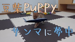 【豆柴】子犬　11/28　男の子♂　摂州宝山荘　mameshiba dog Puppy （mame shiba inu)