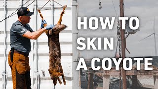 HOW TO SKIN A COYOTE