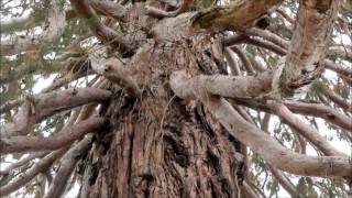 Гигантские секвойи в Массандровском парке / Giant sequoias in Massandra park