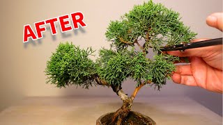 盆栽 真柏改作 下枝をシャリにして中段を棚にして空間を埋める。 Chinese Juniper recreating. 2021.9.11