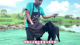 狗龇牙凶主人怎么办？看到都害怕，十年训犬师教你一招解决#训犬师 #训狗 #宠物 #pets