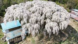 福島県 三春芹ヶ沢桜（ベニシダレザクラ） 空撮