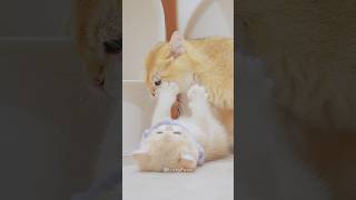 😂 Harsh Mom Cat Forcing Baby Cats to Groom - #cat #kitten #funny