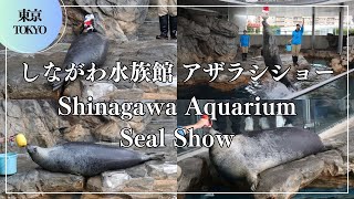 しながわ水族館 アザラシショー Shinagawa Aquarium Seal Show