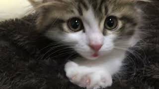 【子猫】はじめてのふみふみが可愛すぎました