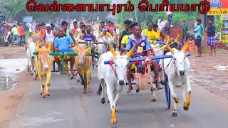 1பெரியமாடுவெள்ளையாபுரம் பந்தையம்19.01.2025