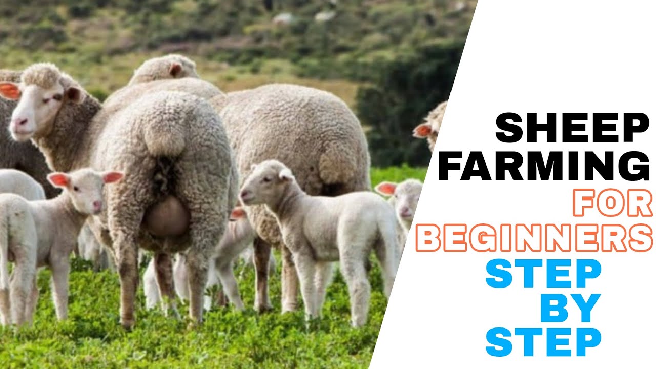 How To Start A Sheep Farm Sheep Farming For Beginners Youtube