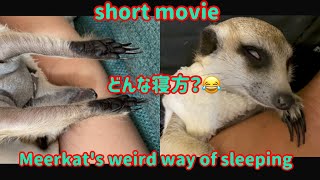 【short】〜Meerkat's weird way of sleeping〜ミーアキャットのへんな寝方🤣