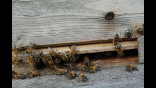 Проверка ловушек для бродячих роёв.