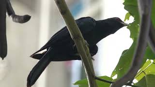 Asian Koel 噪鵑