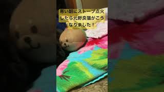 【天使の瞬間】寒い朝にストーブ点火→元野良猫が幸せ顔にww