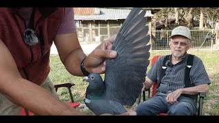 93 Year Old Pigeon Fancier Vern Clausen of Stony Hill Loft San Antonio Texas