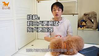 来自日本的土狗：如何分辨秋田犬和柴犬？