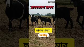 ব্ল্যাক বেঙ্গল ছাগল খামার #ছাগলপালন #goatfarm #goatfarming #ছাগল_পালন