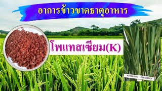 ข้าวขาดธาตุโพแทสเซียม K...วิธีแก้ทำยังไง..?