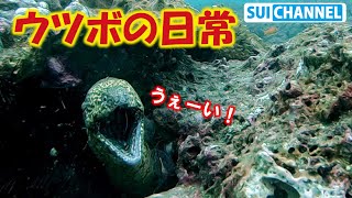 海中で見るウツボの日常！ウツボの正体は「マッサージ大好きオジサン」説