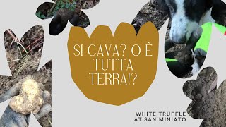 Il PERIODO PERFETTO per il Tartufo Bianco: Novembre nel Bosco