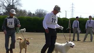 北海道犬協会　奥羽連合会展覧会　成犬第二牡組　特良１席　北海神龍