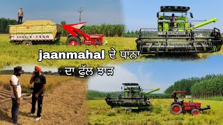 jaanmahal ਦੇ ਧਾਨਾ ਦਾ ਫੁੱਲ ਝਾੜ