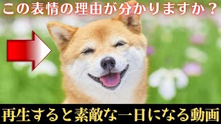 【再生すると素敵な一日になります】