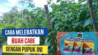 BIAR MAKIN BANYAK BUAHNYA..!! PEMUPUKAN SUSULAN CABE MASA PEMBUAHAN | ABAYOMI 87 HST