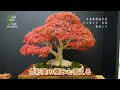 part 2 the 43rd japan bonsai taikan exhibition unique and heartfelt bonsai suiseki display