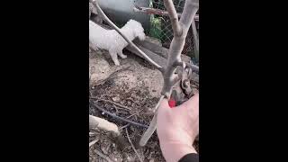 Tell you about pruning of fig trees无花果树剪枝，因为无花果是新的枝条上面才结果实，所以需要剪枝