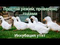 Утки инкубация яиц