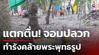 ชาวบ้านแตกตื่น จอมปลวกสร้างรังเหมือนพระพุทธรูป | ข่าวช่อง8