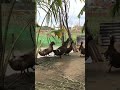 ទា កាបគីឡូធ្ងន់ ducks are knowing food time.