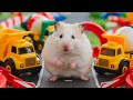 😱 Hamster Escape Maze - Hamster Cute pets Maze #hamsterescape #mazediytraps #463