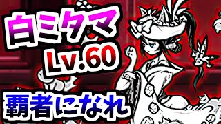 白ミタマよ、もう1度あの最強さを魅せてくれ　【にゃんこ大戦争】